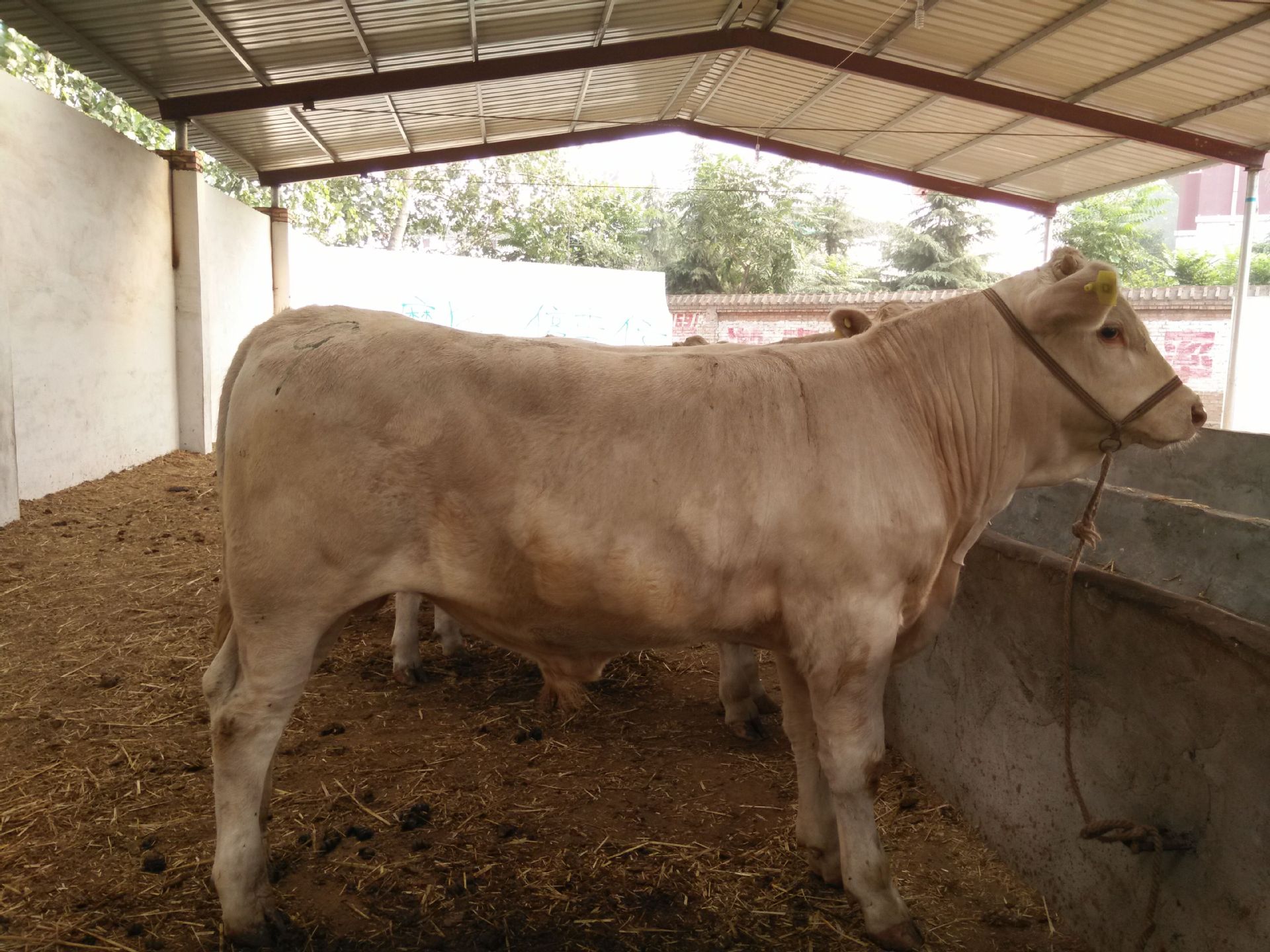 3、夏洛萊肉牛育肥預混料:肉牛預混料中還應添加哪些其他成分才能喂給肉牛?