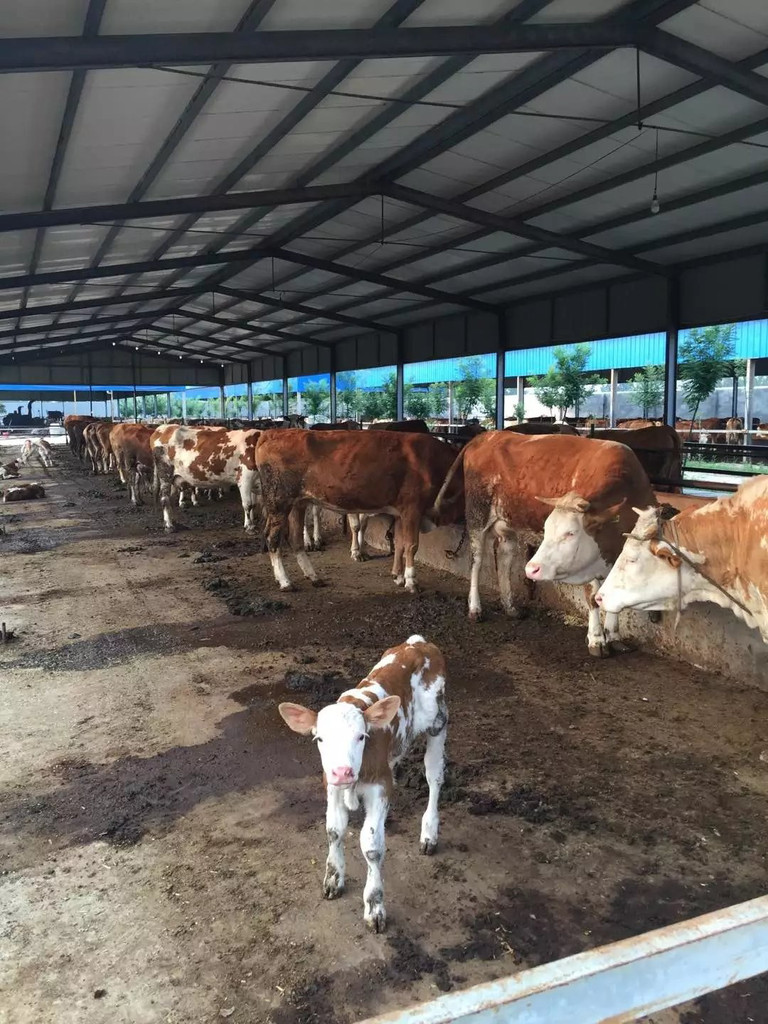 3、利木贊肉牛專用預混料:斤育肥牛飼料配方