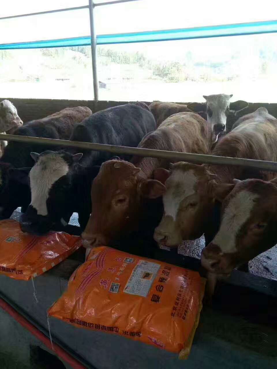 1、肉牛育肥預混料：英美牛飼料有效嗎？
