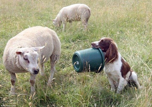 2、狗吃豬飼料有什么壞處?會發(fā)生什么?