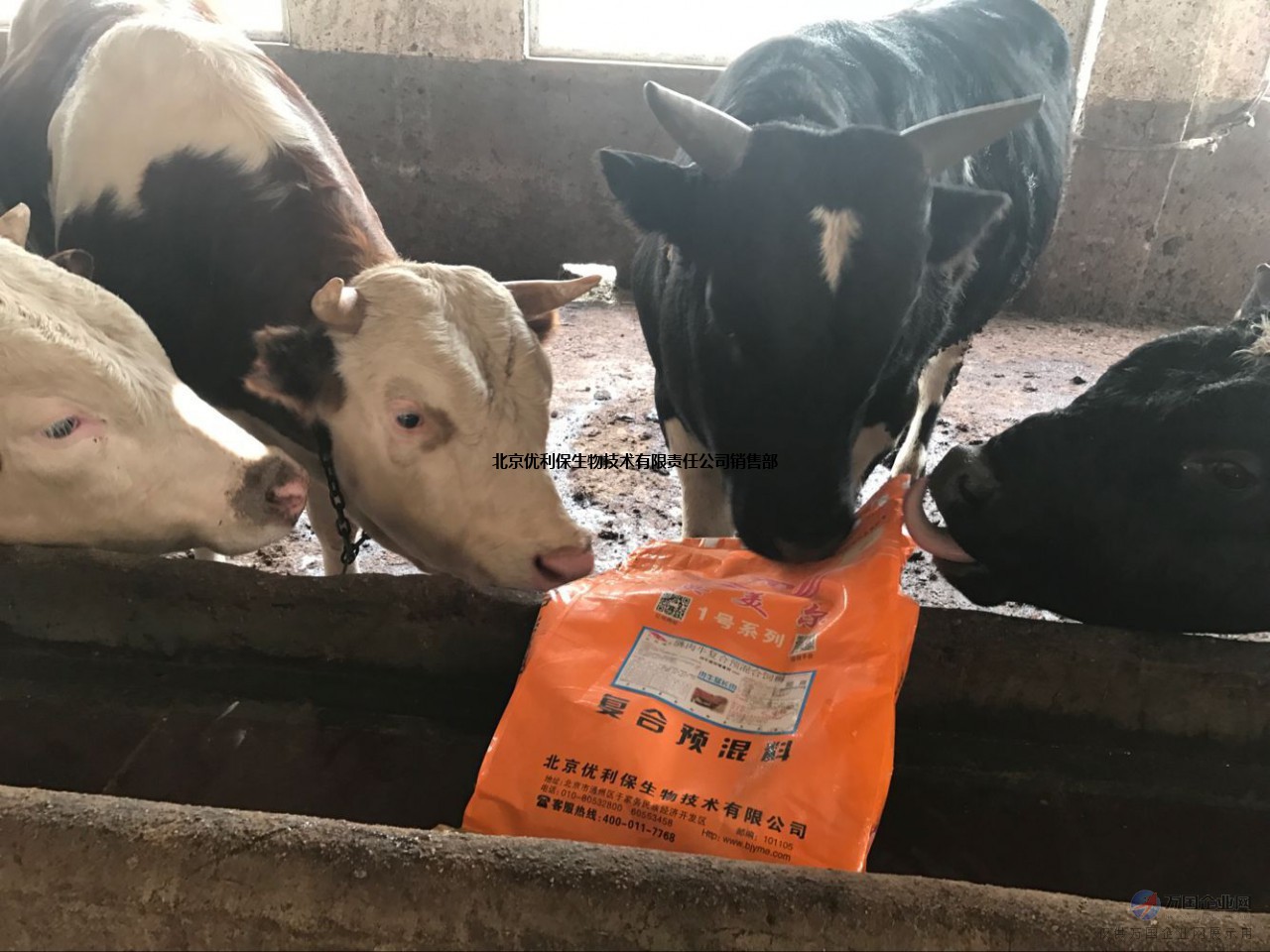 2、什么牌子的飼料對牛好?