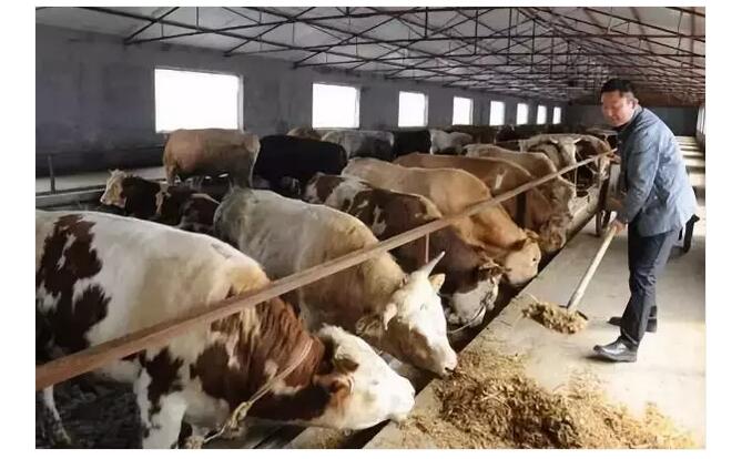 2、牛是草食性反芻動物,飲食需要以草料為主,那么牛吃什么才能長得最快呢?