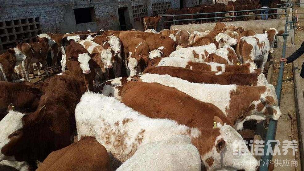 1、肉牛經常喂粗飼料。肉牛吃什么粗飼料比較好?