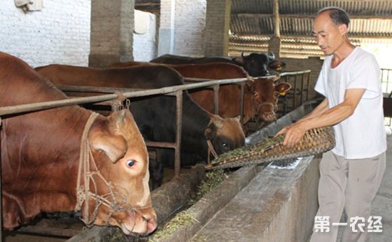 3、一公斤育肥牛西門塔爾日飼料成本是多少