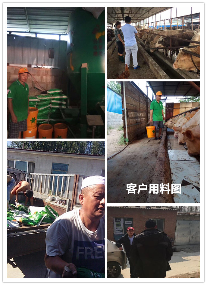 1、 大約公斤牛的育肥方法?如何混合飼料。喂多少干草和喂多少精料。你用什么喂濃縮物?
