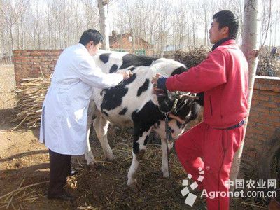1、奶牛各階段飼料配方