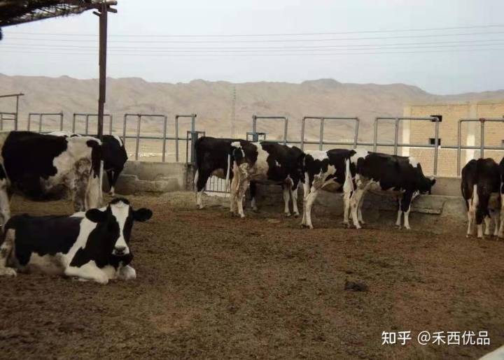 2、一頭奶牛吃多少精飼料?