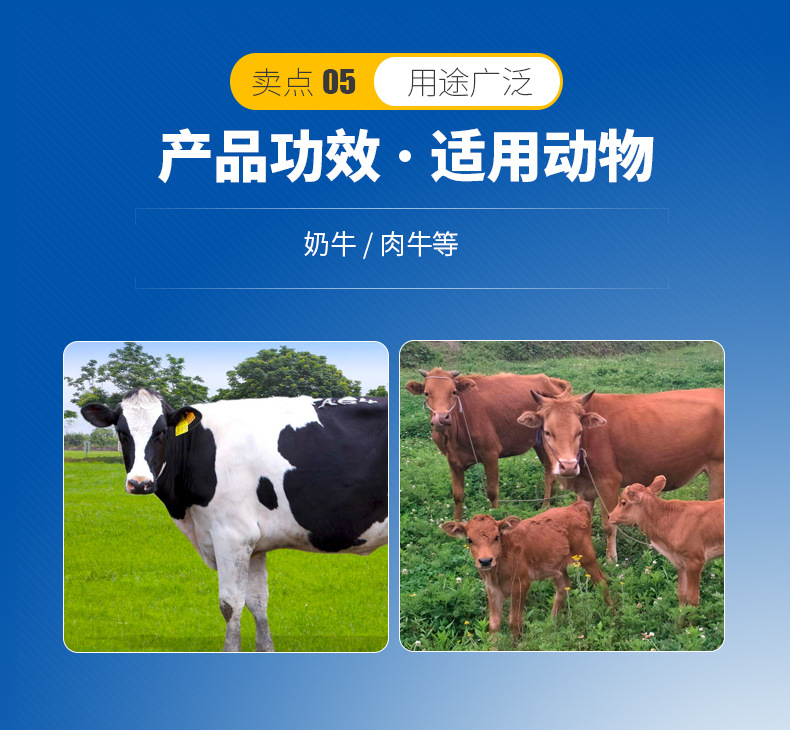 3、奶牛用青貯飼料生產(chǎn)的關鍵，奶牛用青貯飼料如何制作？ 