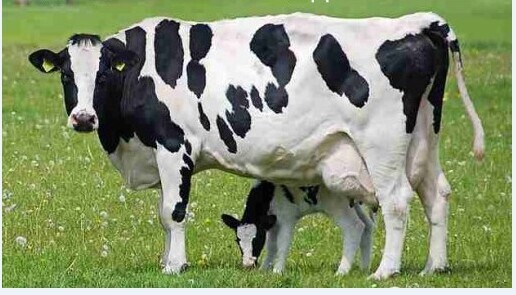 3、奶牛各階段飼料配方