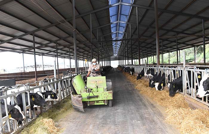 2、奶牛為什么不能喂飼料？