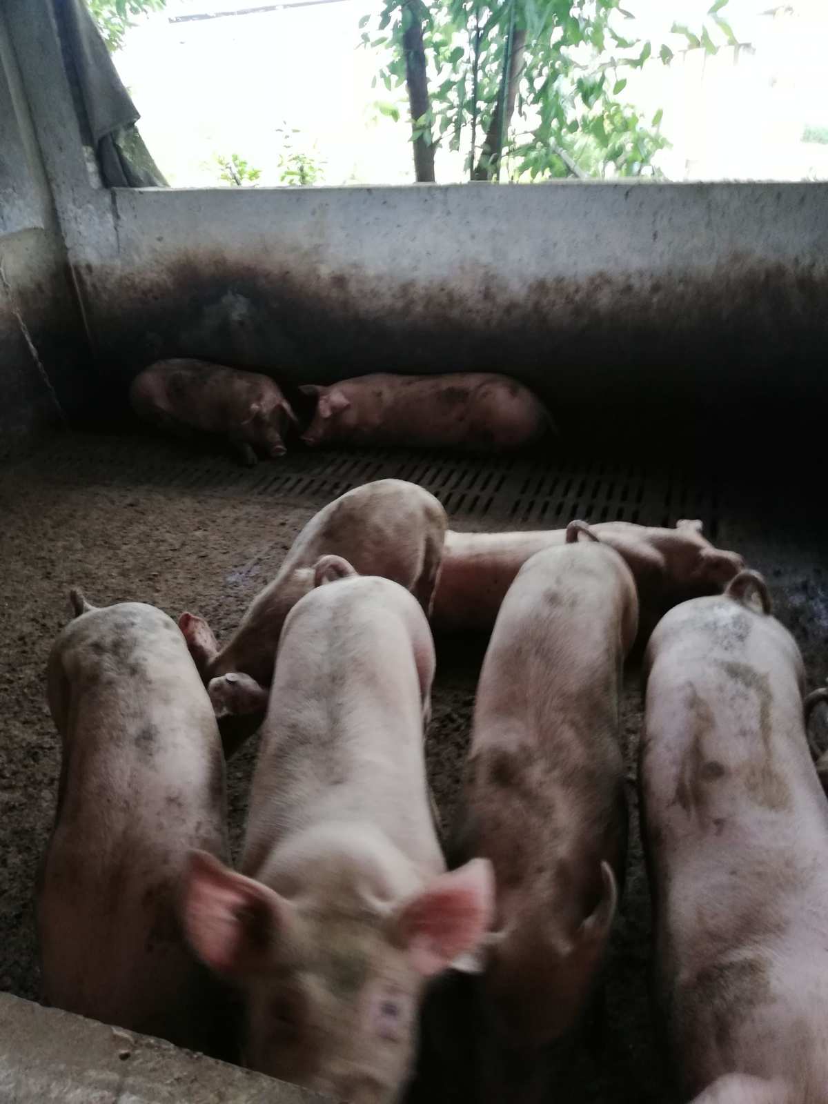二、如何飼養(yǎng)后備母豬?